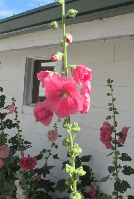 Uploaded Image