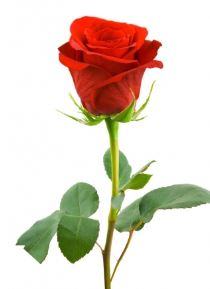 Uploaded Image